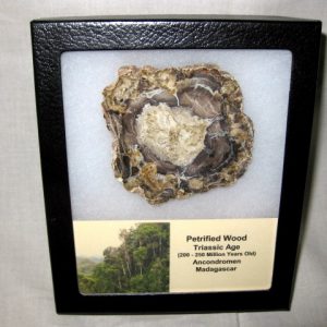 Genuine Petrified Wood From Madagascar For Sale- Triassic Age #7