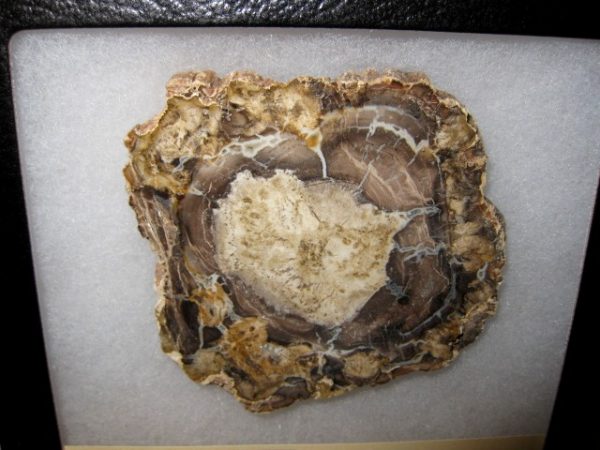 Genuine Petrified Wood From Madagascar For Sale- Triassic Age #7a