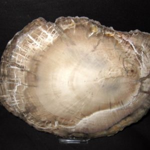 Genuine Petrified Wood Woodworthia For Sale- Triassic Age #1