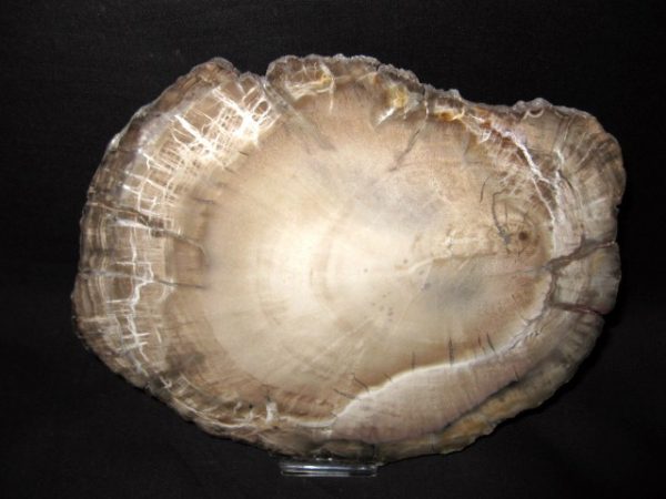 Genuine Petrified Wood Woodworthia For Sale- Triassic Age #1