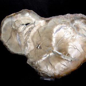 Genuine Petrified Wood Woodworthia For Sale- Triassic Age #3