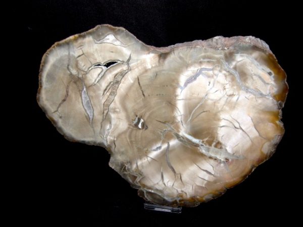 Genuine Petrified Wood Woodworthia For Sale- Triassic Age #3