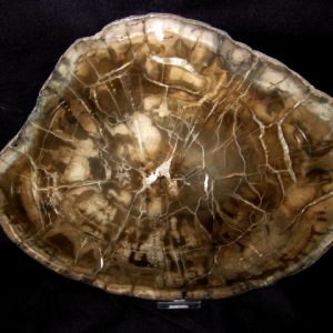 Genuine Petrified Wood Woodworthia For Sale- Triassic Age #4