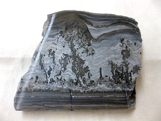 triassic-england-cotham-marble-15.jpg | Fossils for Sale Genuine Triassic Age Cotham Marble Fossils for Sale from England #15