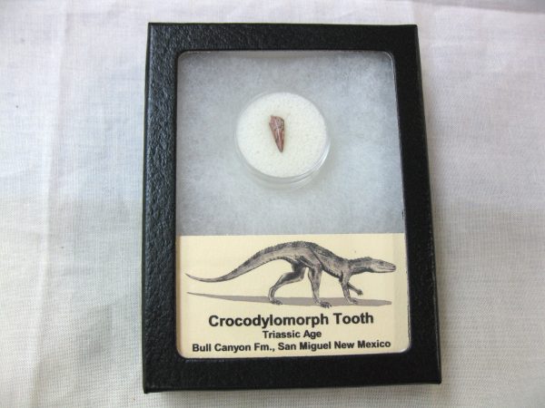 Triassic Crocodylomorph Tooth #7