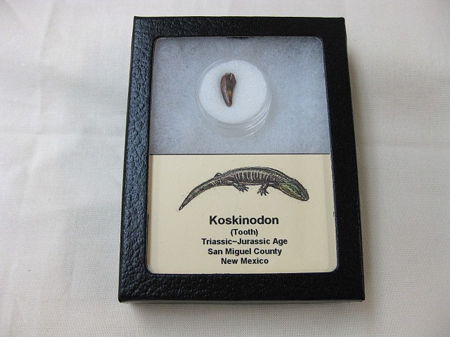 triassic-new-mexico-koskinodon-tooth-4.jpg | Fossils for Sale