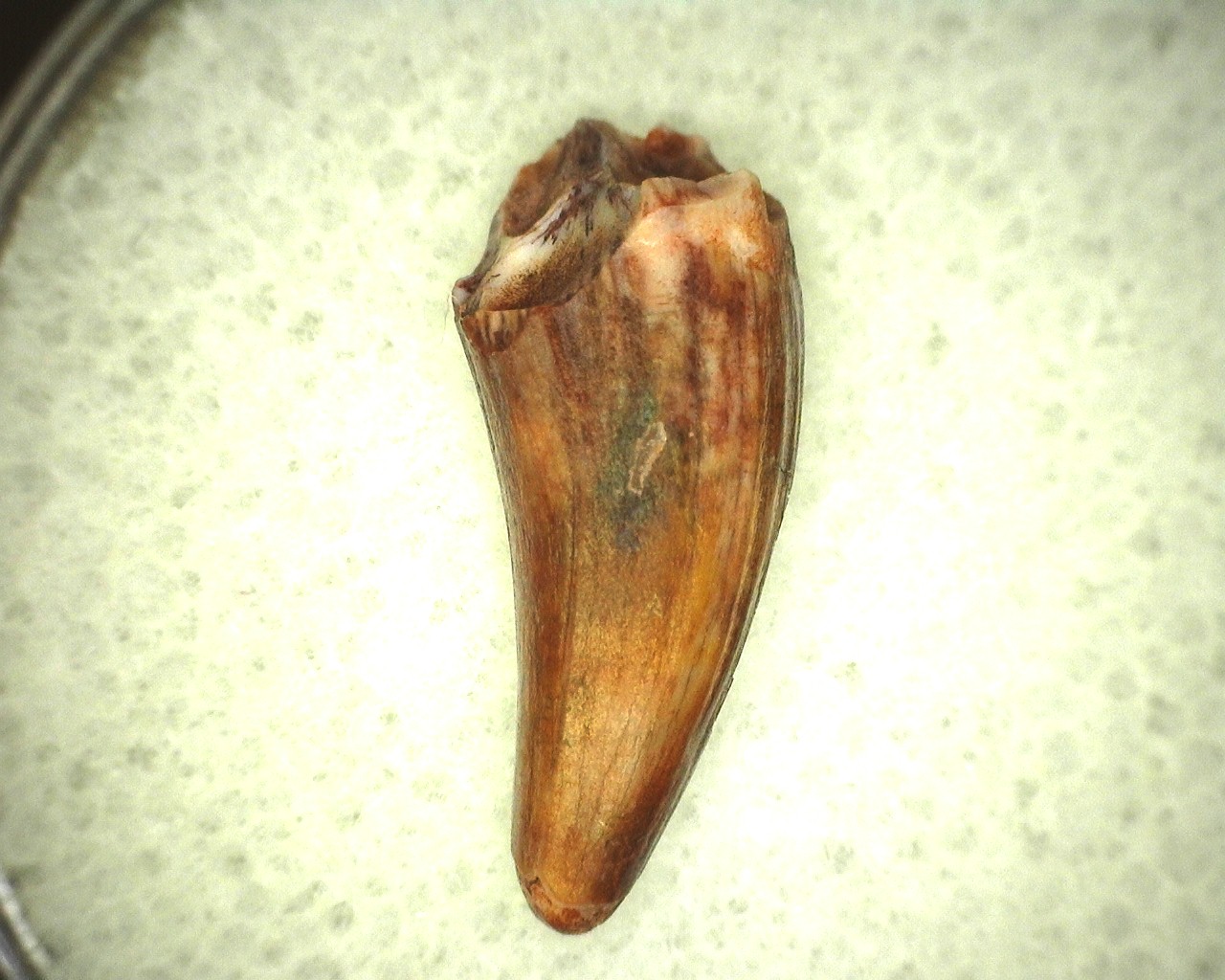 triassic-new-mexico-koskinodon-tooth-4a.jpg | Fossils for Sale