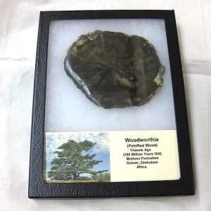 Genuine Petrified Wood From Gokwe Zimbabwe For Sale- Triassic Age #1