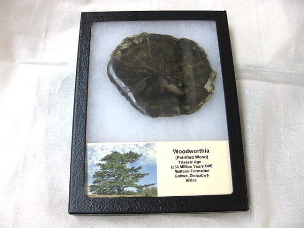 Genuine Petrified Wood From Gokwe Zimbabwe For Sale- Triassic Age #1