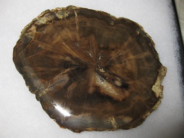 Genuine Petrified Wood From Gokwe Zimbabwe For Sale- Triassic Age #1a