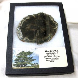 Genuine Petrified Woodworthia Wood From Gokwe Zimbabwe Africa For Sale- Triassic Age #2