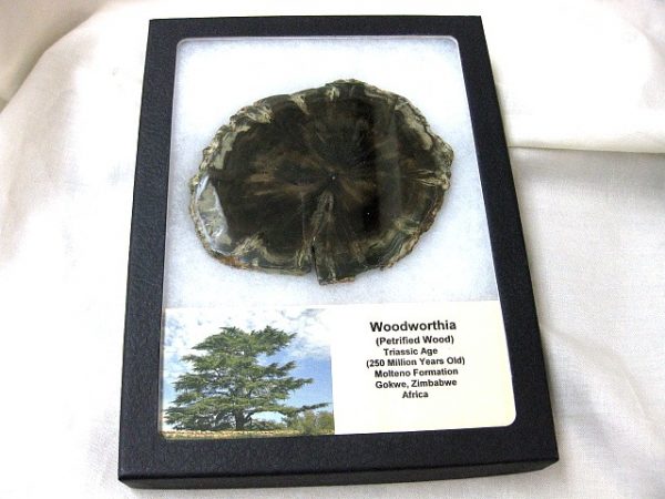 Genuine Petrified Woodworthia Wood From Gokwe Zimbabwe Africa For Sale- Triassic Age #2