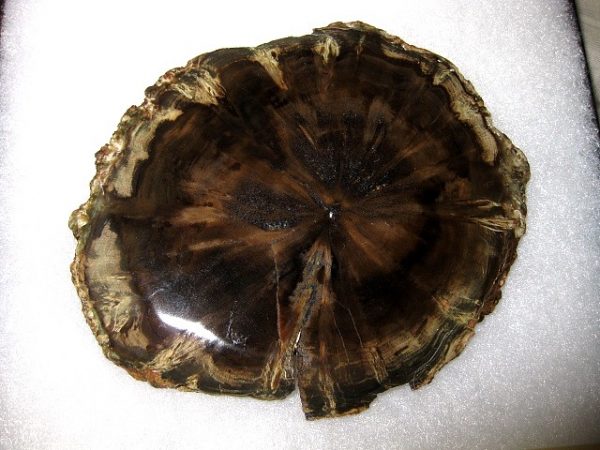 Genuine Petrified Woodworthia Wood From Gokwe Zimbabwe Africa For Sale- Triassic Age #2a