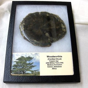 Genuine Petrified Woodworthia Wood From Gokwe Zimbabwe Africa For Sale- Triassic Age #3