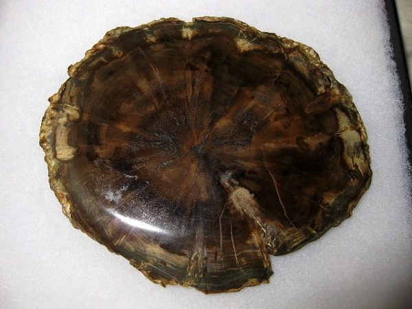 Genuine Petrified Woodworthia Wood From Gokwe Zimbabwe Africa For Sale- Triassic Age #3a