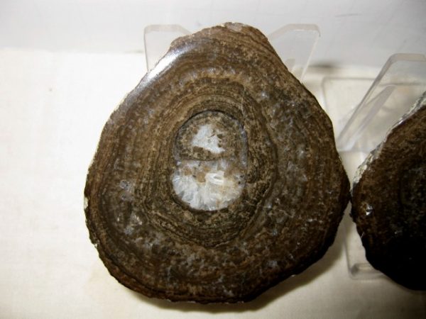 Utah Girvanella Stromatolite #17 - Image 2