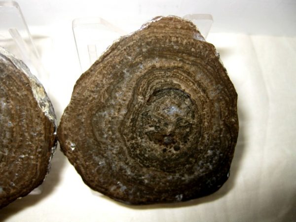 Utah Girvanella Stromatolite #17 - Image 3