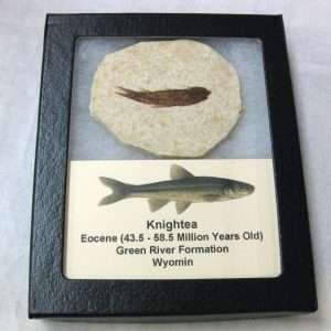 Genuine Eocene Age Knightea Fish Fossil for Sale from Wyoming #22