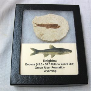 Genuine Eocene Age Knightea Fish Fossil for Sale from Wyoming #29