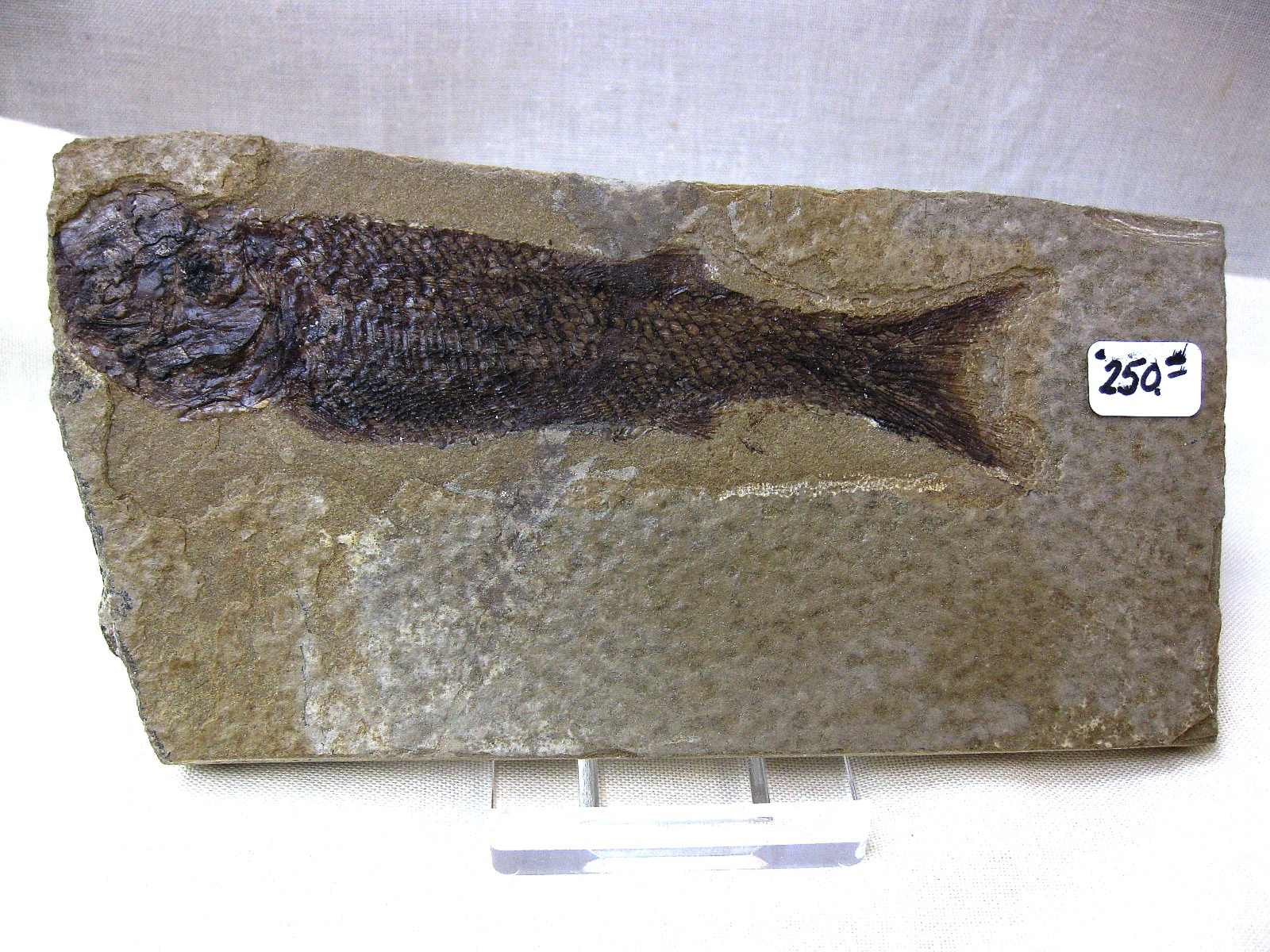 wyoming-jurassic-hulettia-fish-1.jpg | Fossils for Sale