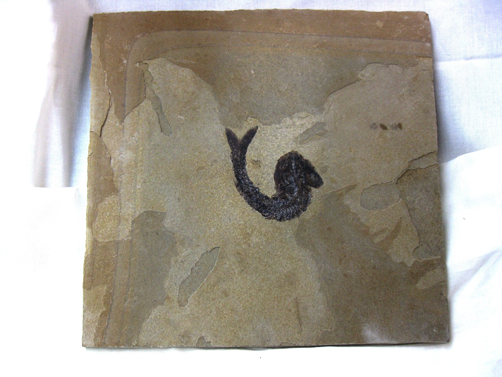 wyoming-jurassic-hulettia-fish-11.jpg | Fossils for Sale