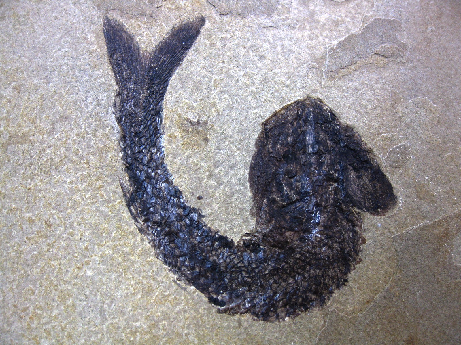 wyoming-jurassic-hulettia-fish-11a.jpg | Fossils for Sale