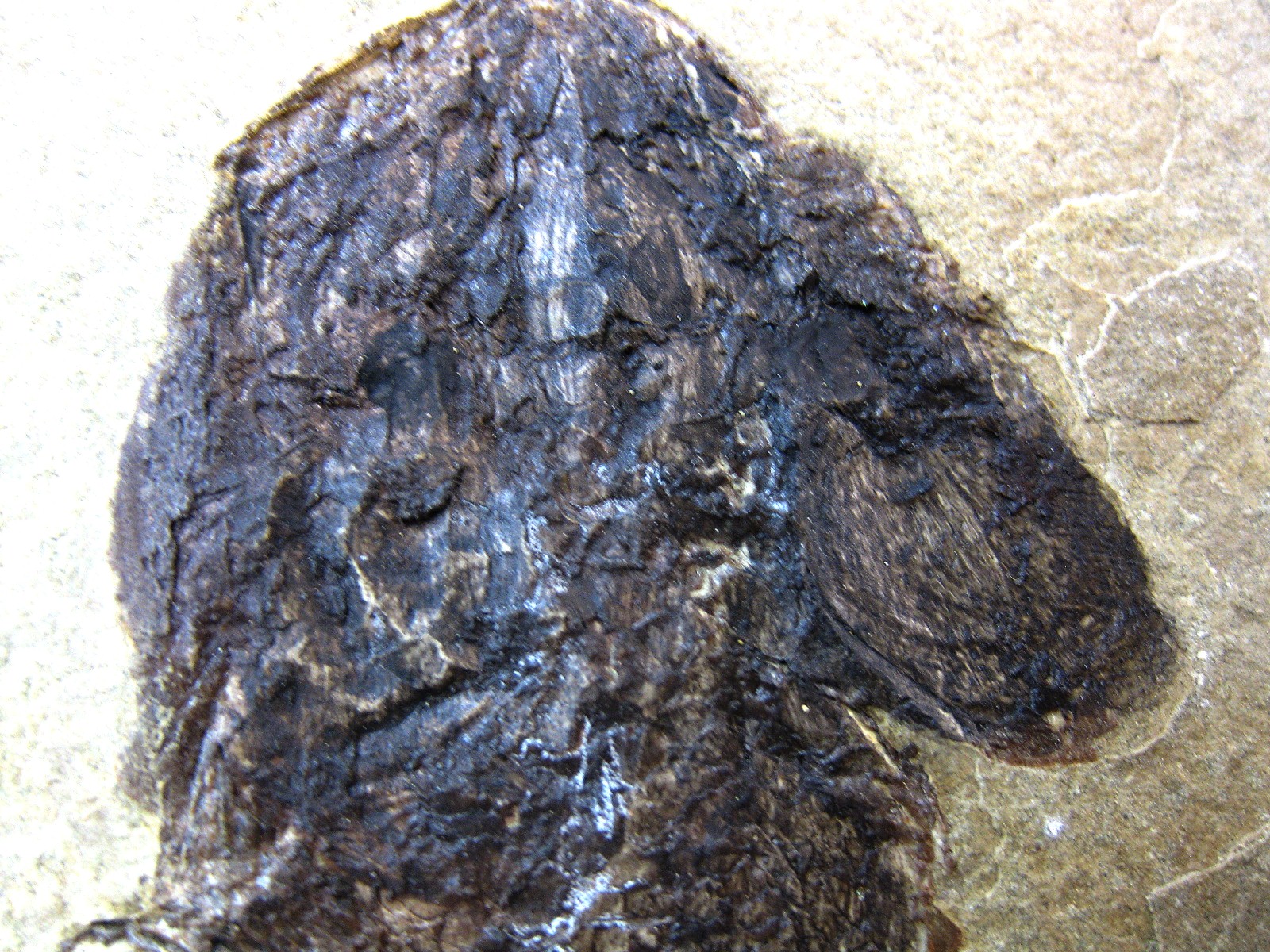 wyoming-jurassic-hulettia-fish-11b.jpg | Fossils for Sale