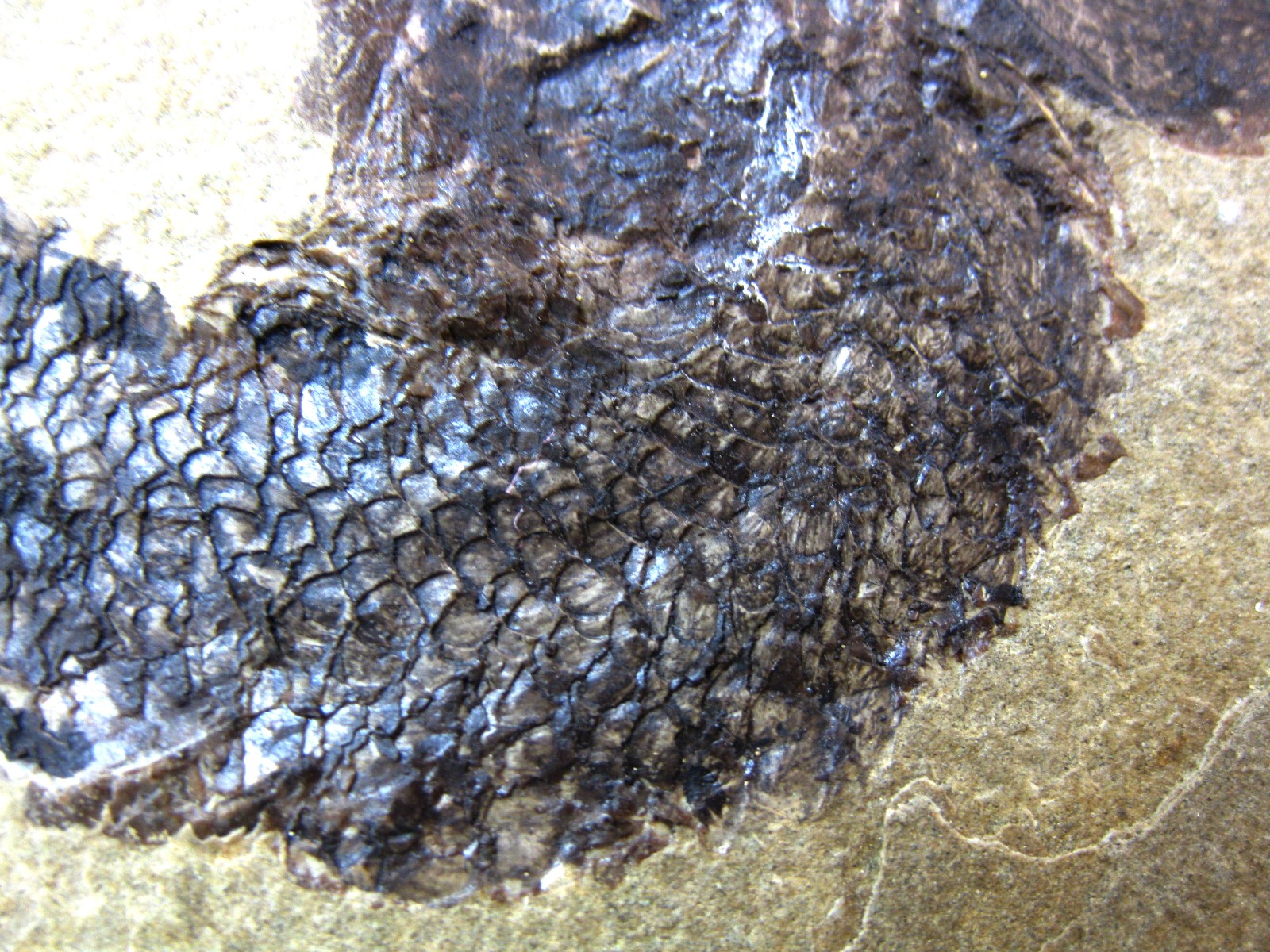 wyoming-jurassic-hulettia-fish-11c.jpg | Fossils for Sale