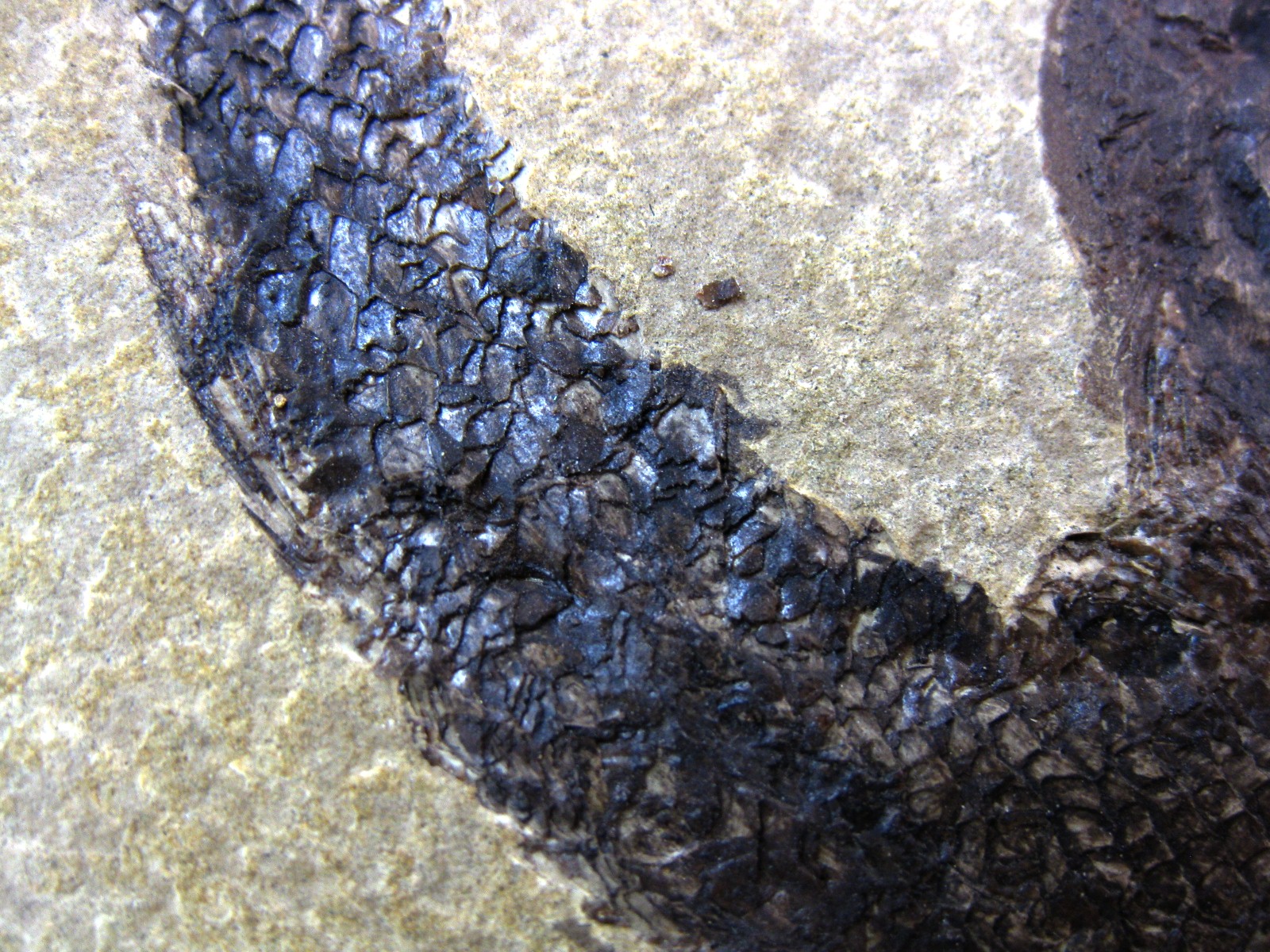 wyoming-jurassic-hulettia-fish-11d.jpg | Fossils for Sale