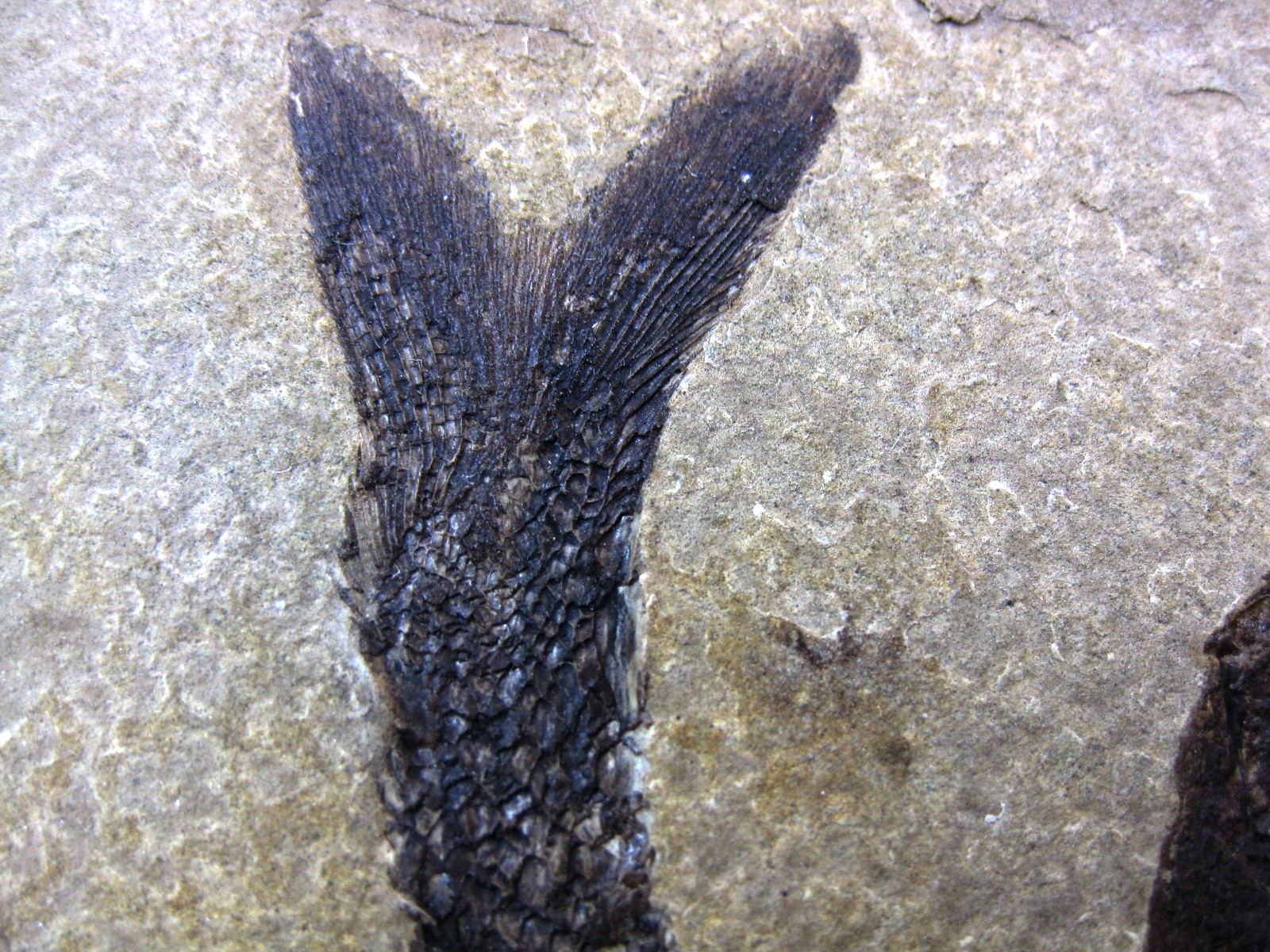 wyoming-jurassic-hulettia-fish-11e.jpg | Fossils for Sale