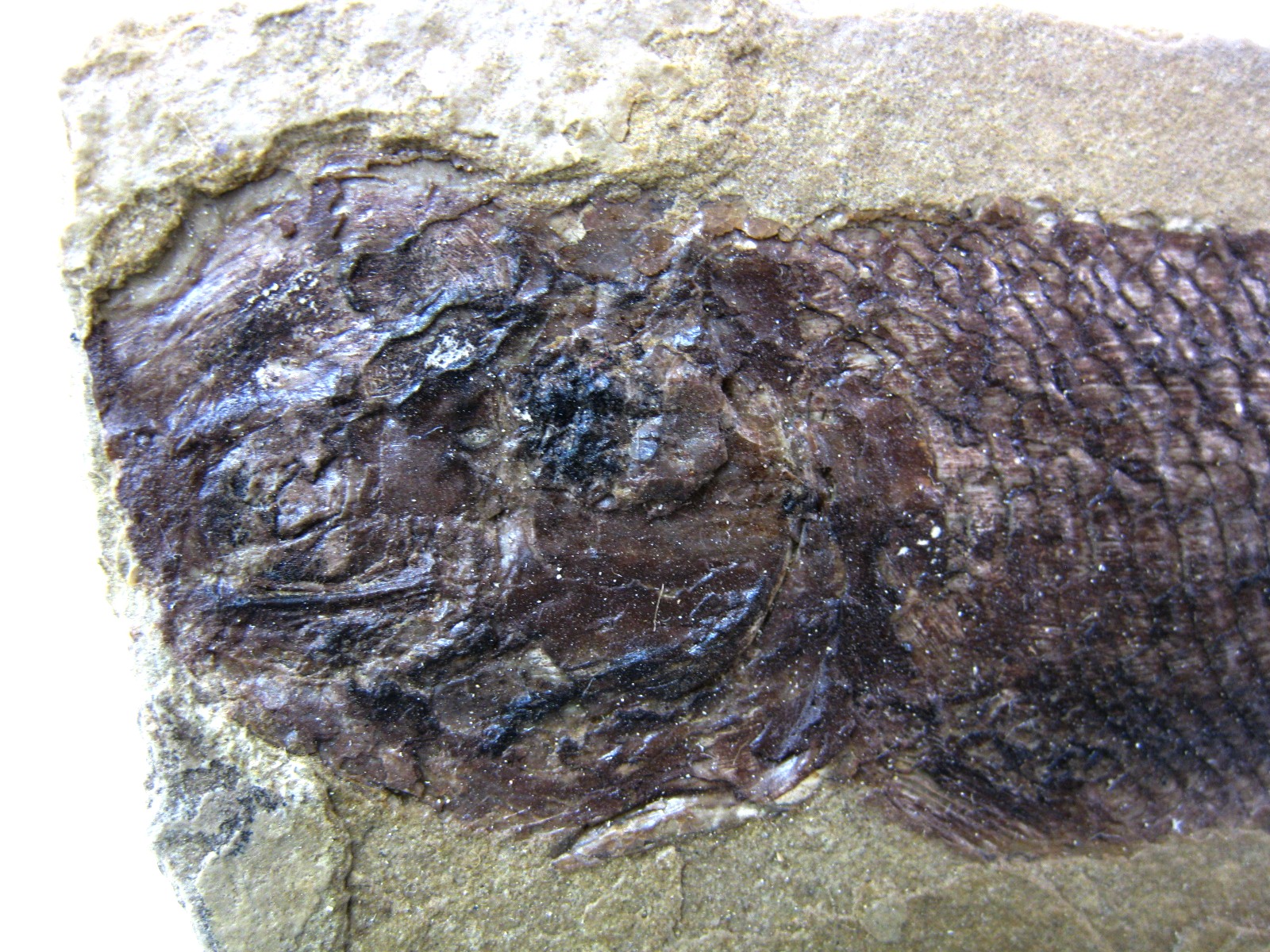 wyoming-jurassic-hulettia-fish-1a.jpg | Fossils for Sale