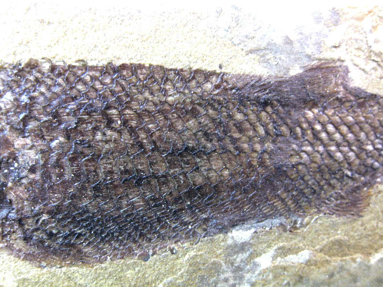 wyoming-jurassic-hulettia-fish-1b.jpg | Fossils for Sale