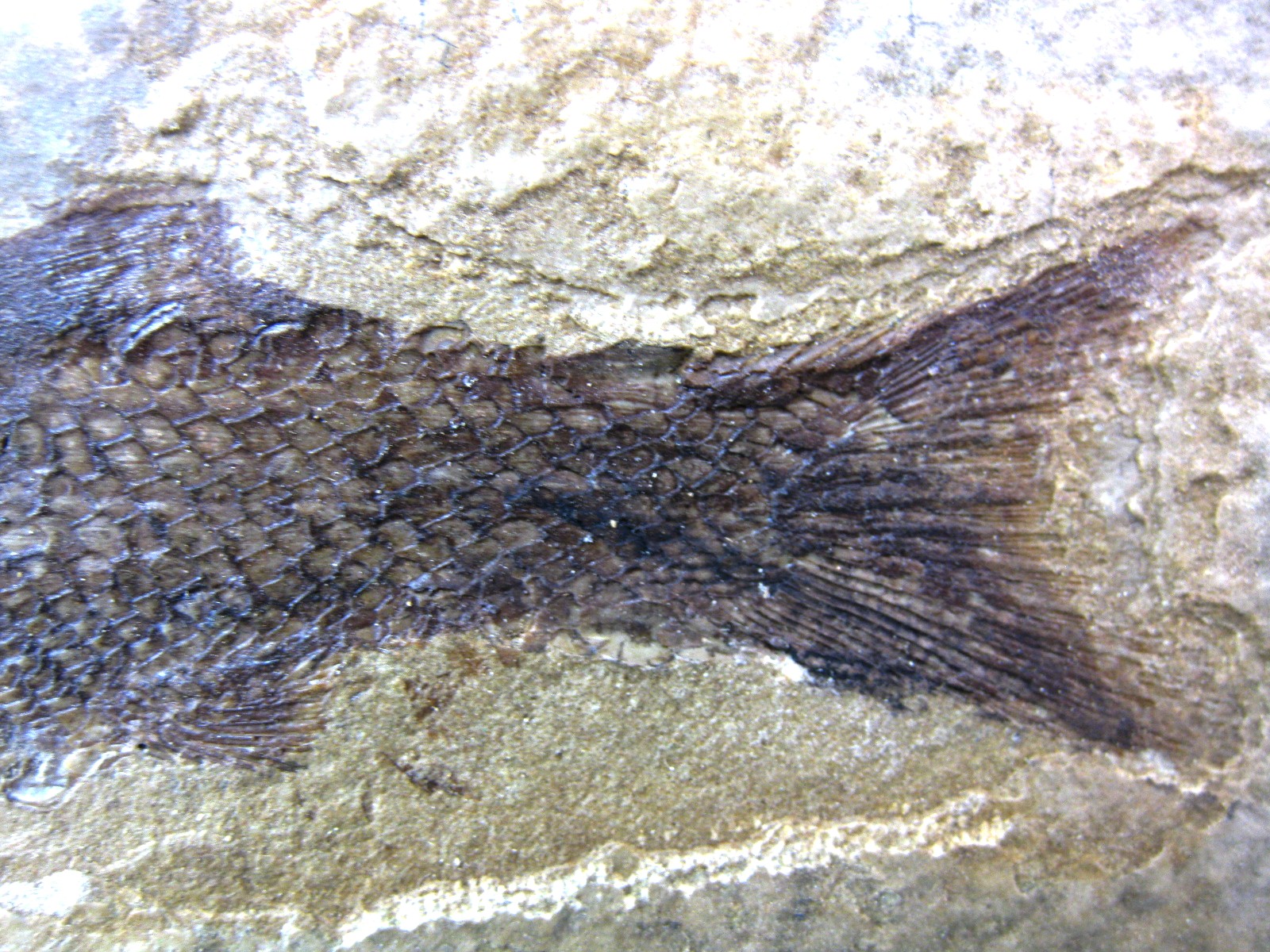wyoming-jurassic-hulettia-fish-1c.jpg | Fossils for Sale