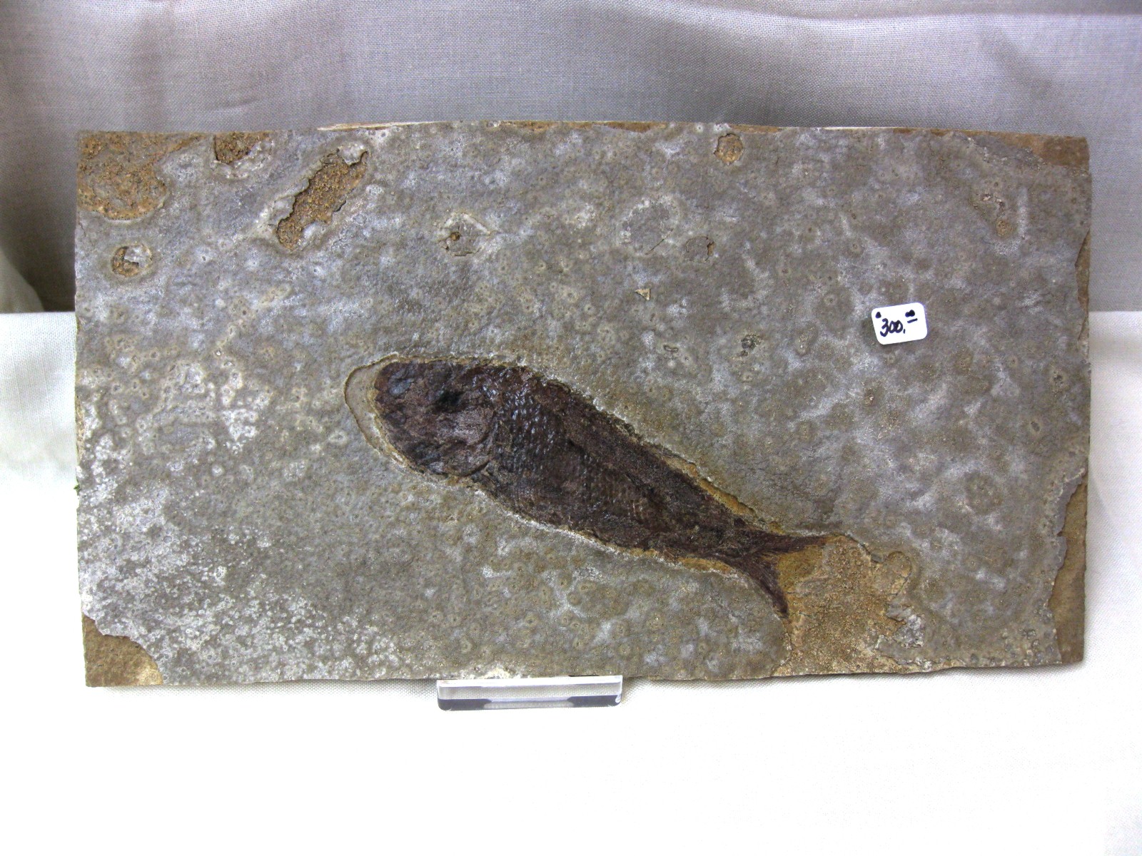 wyoming-jurassic-hulettia-fish-2.jpg | Fossils for Sale