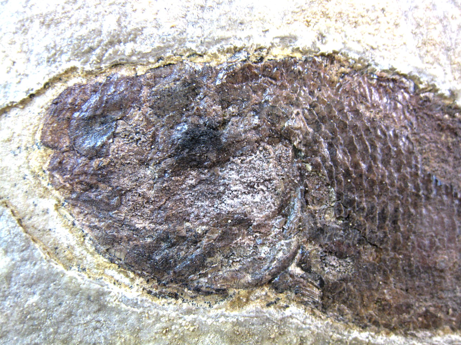 wyoming-jurassic-hulettia-fish-2b.jpg | Fossils for Sale