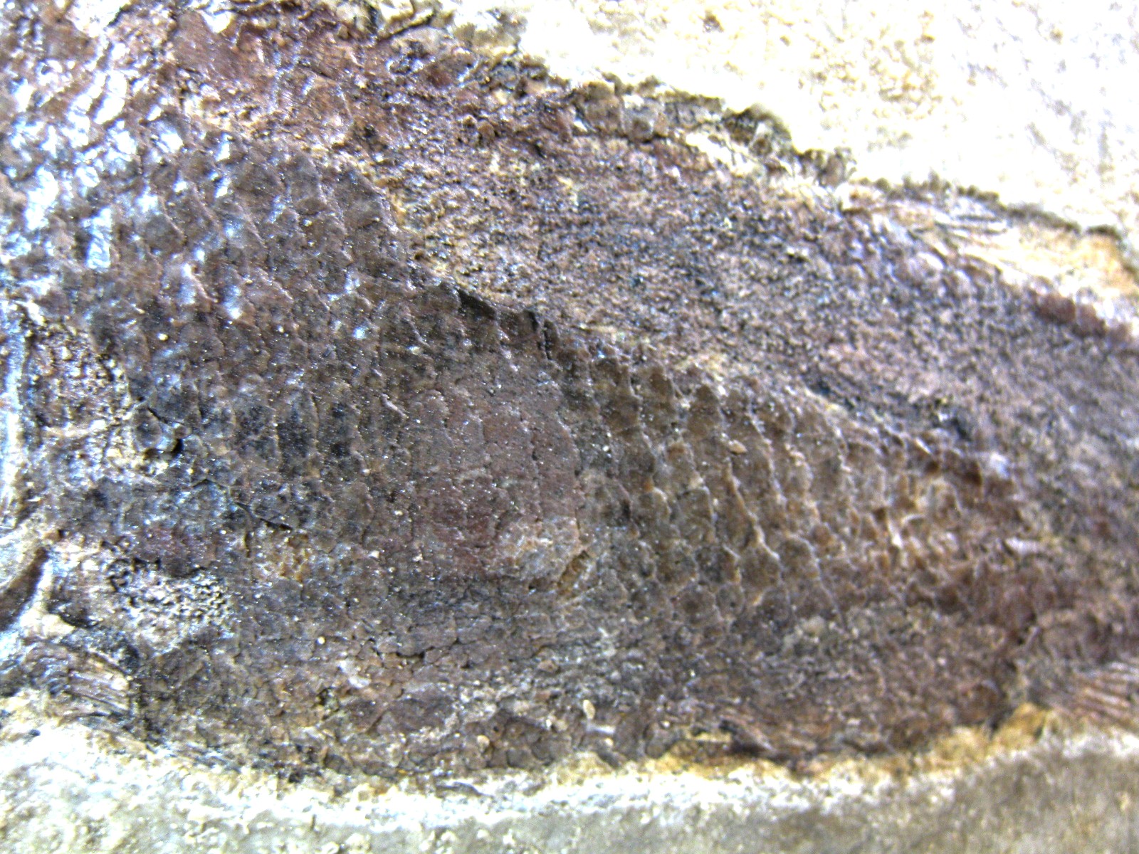 wyoming-jurassic-hulettia-fish-2c.jpg | Fossils for Sale