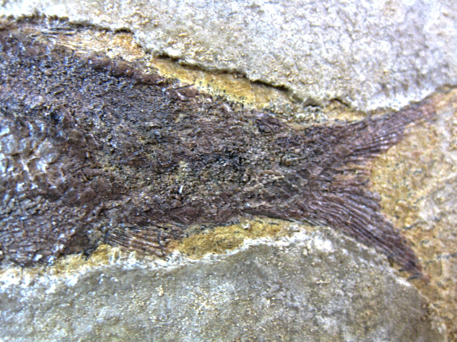 wyoming-jurassic-hulettia-fish-2d.jpg | Fossils for Sale