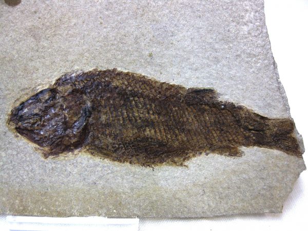 Wyoming Jurassic Fish #7 - Image 2