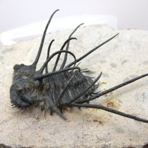 Trilobites