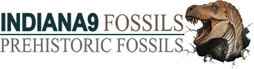 Indianna 9 Fossils - Prehistoric Fossils - Logo