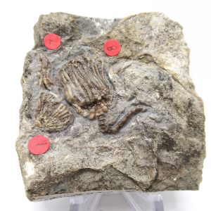 Gilmore City Iowa Crinoid #102