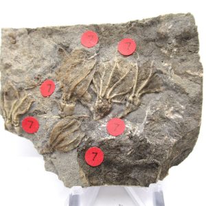 Gilmore City Iowa Crinoid #104