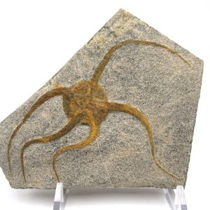 Genuine Ordovician Age Ophiura Brittle Starfish Fossil For Sale from Morocco #11