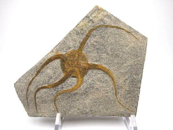 Genuine Ordovician Age Ophiura Brittle Starfish Fossil For Sale from Morocco #11