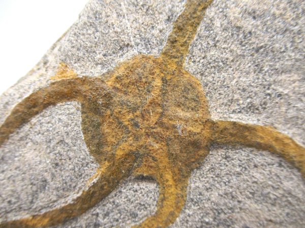 Genuine Ordovician Age Ophiura Brittle Starfish Fossil For Sale from Morocco #11a