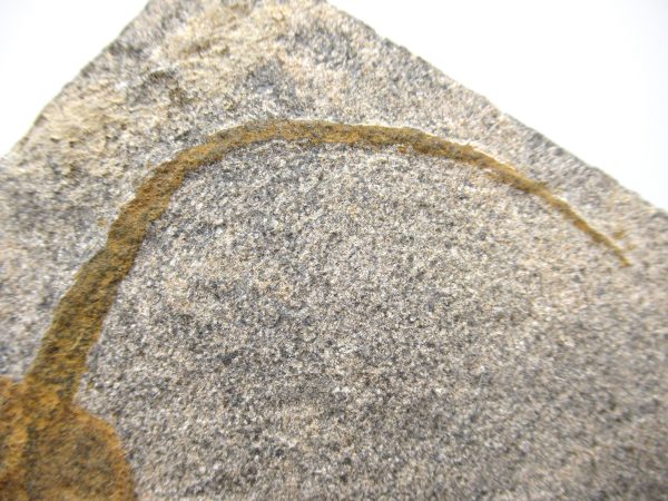 Genuine Ordovician Age Ophiura Brittle Starfish Fossil For Sale from Morocco #11b