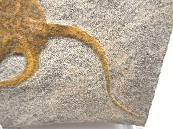 Genuine Ordovician Age Ophiura Brittle Starfish Fossil For Sale from Morocco #11c