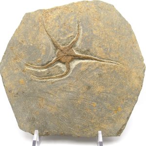 Genuine Ordovician Age Ophiura Brittle Starfish Fossil For Sale from Morocco #12