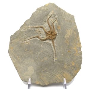 Genuine Ordovician Age Ophiura Brittle Starfish Fossil For Sale from Morocco #13