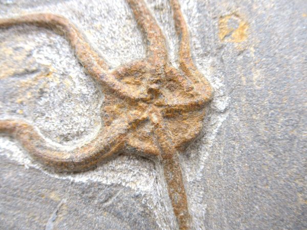 Genuine Ordovician Age Fossil Ophiura Brittle Starfish For Sale from Morocco #13a